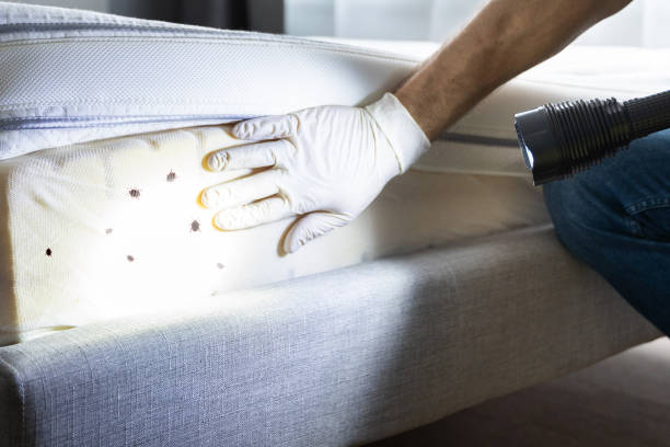 Best Flea Control Services  in Hawkinsville, GA